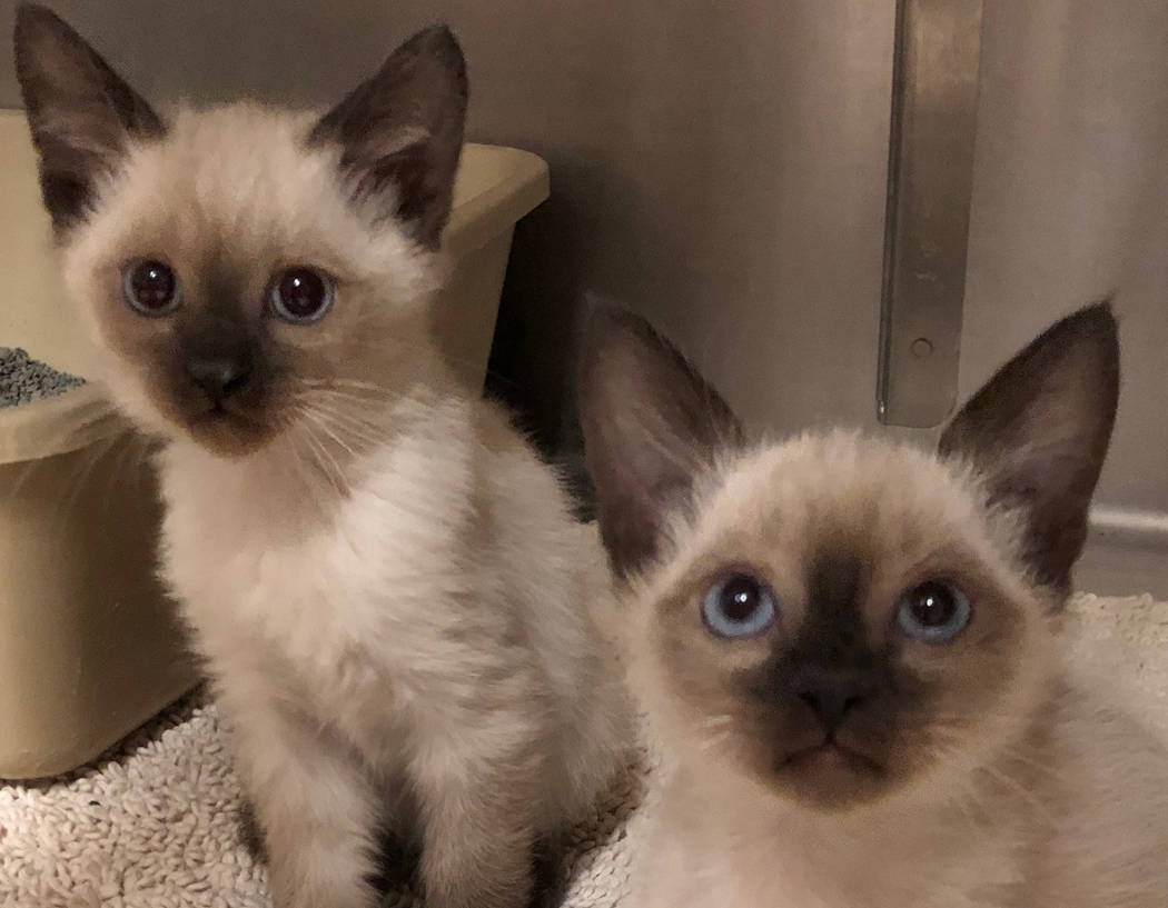 Boulder City Animal Shelter The Boulder City Animal Shelter has three litters of adorable Siamese kittens. For more information, call the Boulder City Animal Shelter at 702-293-9283.