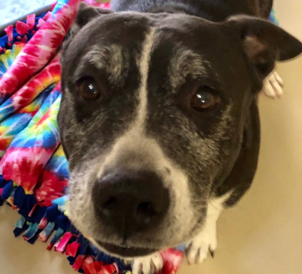 Boulder City Animal Shelter Diamond came to the shelter as an owner surrender when her family became unable to care for her. Diamond is housetrained, spayed and vaccinated and has a history of liv ...