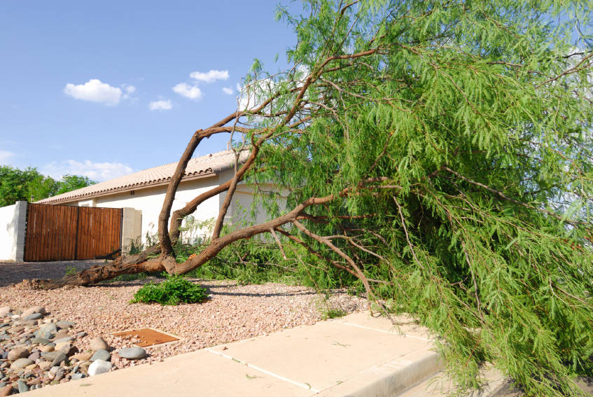 Norma Vally High winds that accompany monsoons can knock over trees. Keep them pruned and thinned.