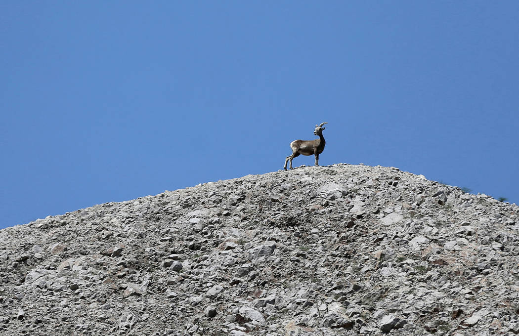 K.M. Cannon/Las Vegas Review-Journal A bighorn sheep watches during a ceremony at the Interstate 11 overlook marking the opening of a 12.5-mile section of the freeway, also known as the Boulder Ci ...