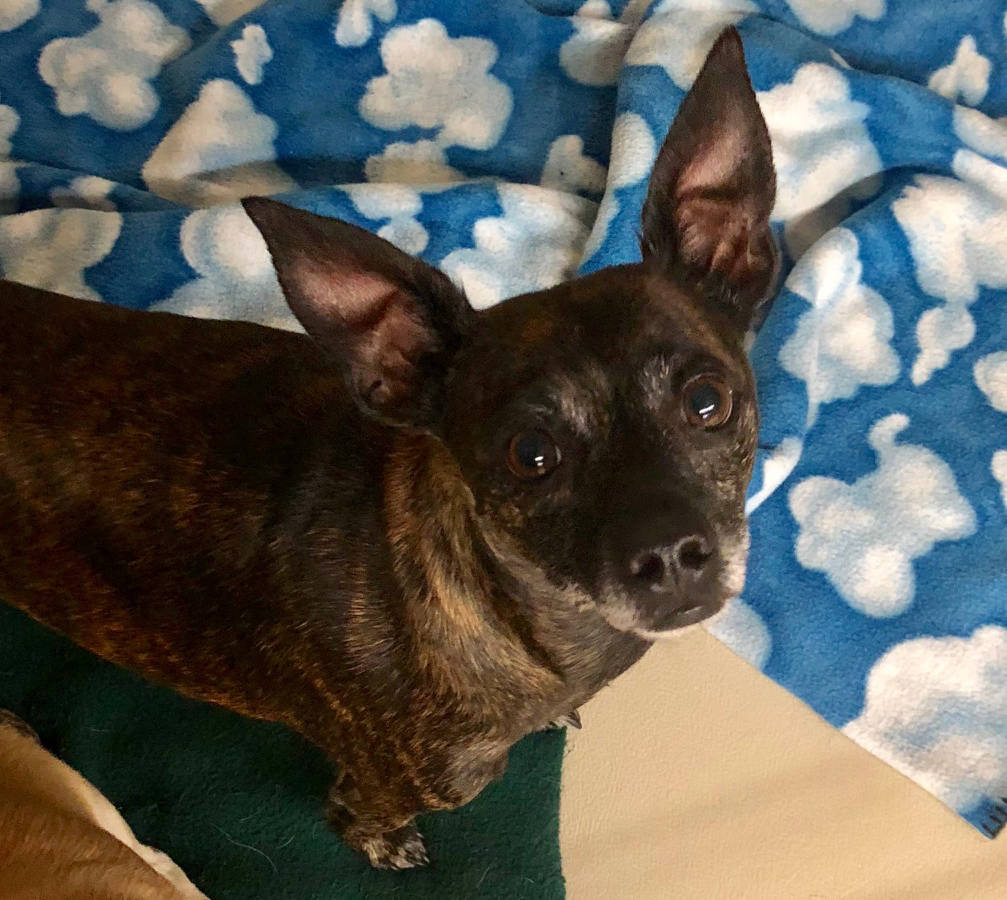 Boulder City Animal Shelter Beghera is a miniature pinscher/Chihuahua mix in need of a forever home. He is 6 years old, neutered, housetrained and sweet. For more information, call the Boulder Cit ...