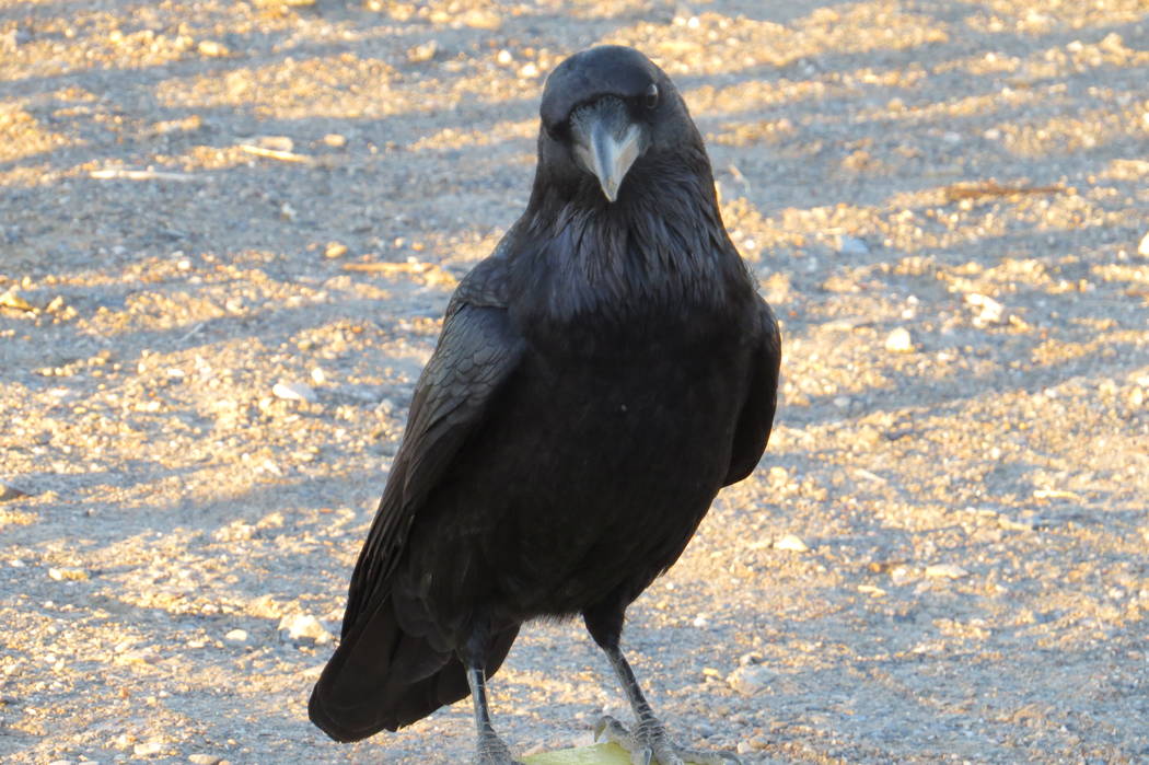 Common ravens, like this one at Death Valley National Park, are one of the only species to see their numbers grow in the Mojave Desert over the past century, according to a new study by the Univer ...
