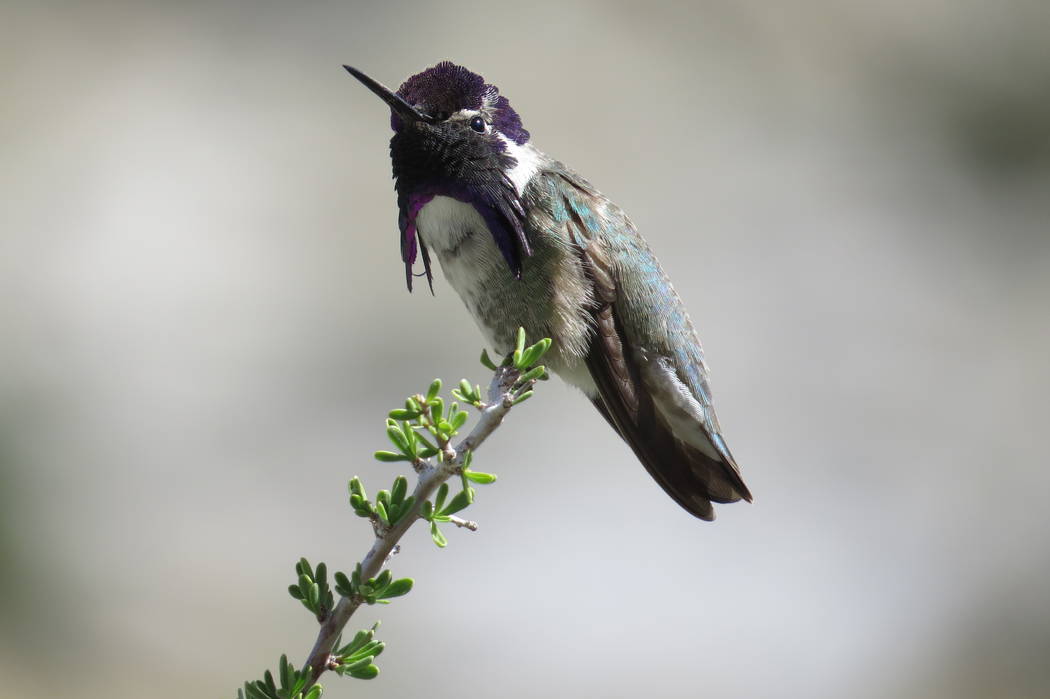 A Costa’s hummingbird perches at Mojave National Preserve in an undated photo. Chelsea Hofmeier