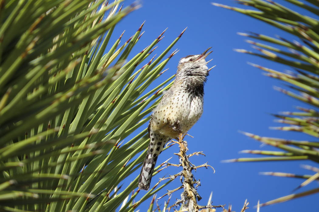 A cactus wren calls in an undated photo from Mojave National Preserve. Chelsea Hofmeier