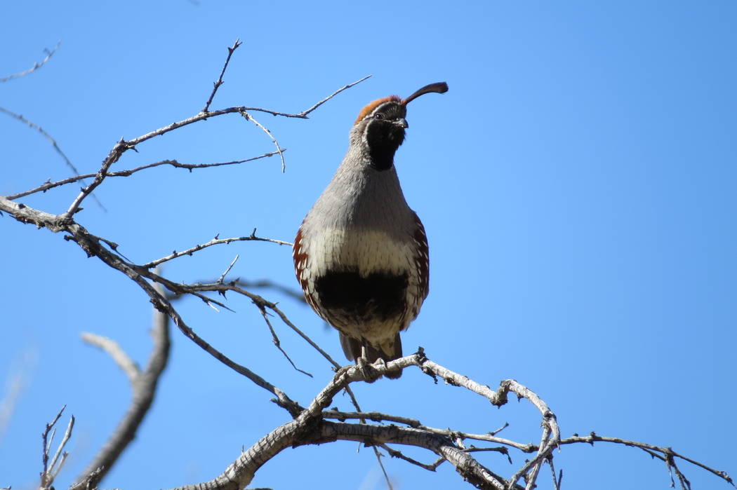 A Gambel's quail perches on a branch at Joshua Tree National Park in an undated photo. Chelsea Hofmeier