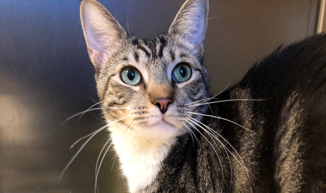 Boulder City Animal Shelter Buster came to the shelter after he was abandoned on Avenue G. Buster is approximately 3 years old, neutered and vaccinated. He gets along well with other cats and love ...