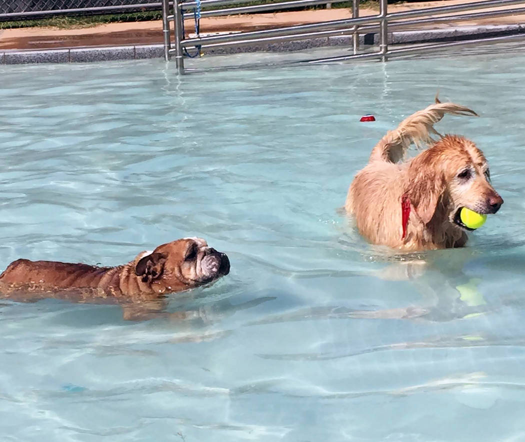 File Canines will get a chance to swim in the Boulder City Pool on Saturday during the annual Soggy Doggy pool pawty before the facility closes for cleaning and installation of the bubble.