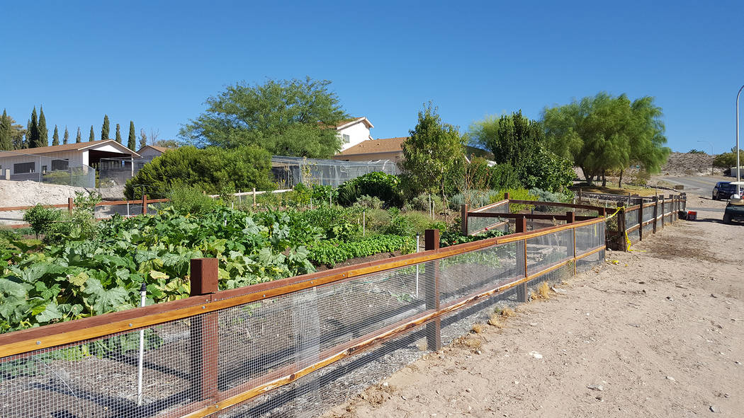 Dale Napier/Boulder City Review Herbs by Diane, which is marking its 10th anniversary, grows herbs and vegetables at its farm on San Felipe Avenue.