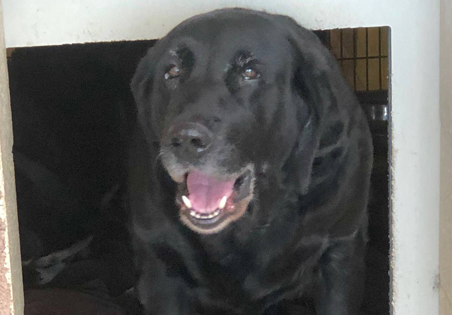 Boulder City Animal Shelter Bella is a 7-year-old female black Labrador in need of a forever home. Bella is spayed and well-mannered. For more information, call the Boulder City Animal Shelter at ...
