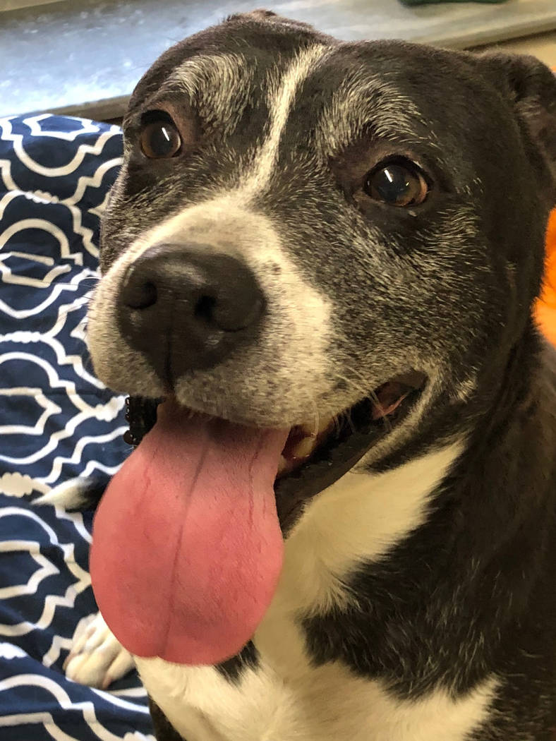 Boulder City Animal Shelter Diamond has been waiting at the shelter all summer for a new family. Diamond is 7 years old, spayed and vaccinated. This is one of the nicest dogs shelter staff has eve ...