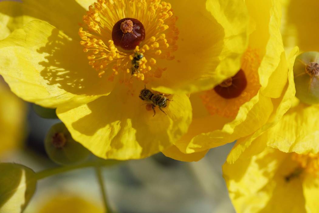 (Zach Portman/University of Minnesota Department of Entomology) A Mojave poppy bee on a flower. The Center for Biological Diversity wants the bee, found only in Clark County, to be added to the e ...