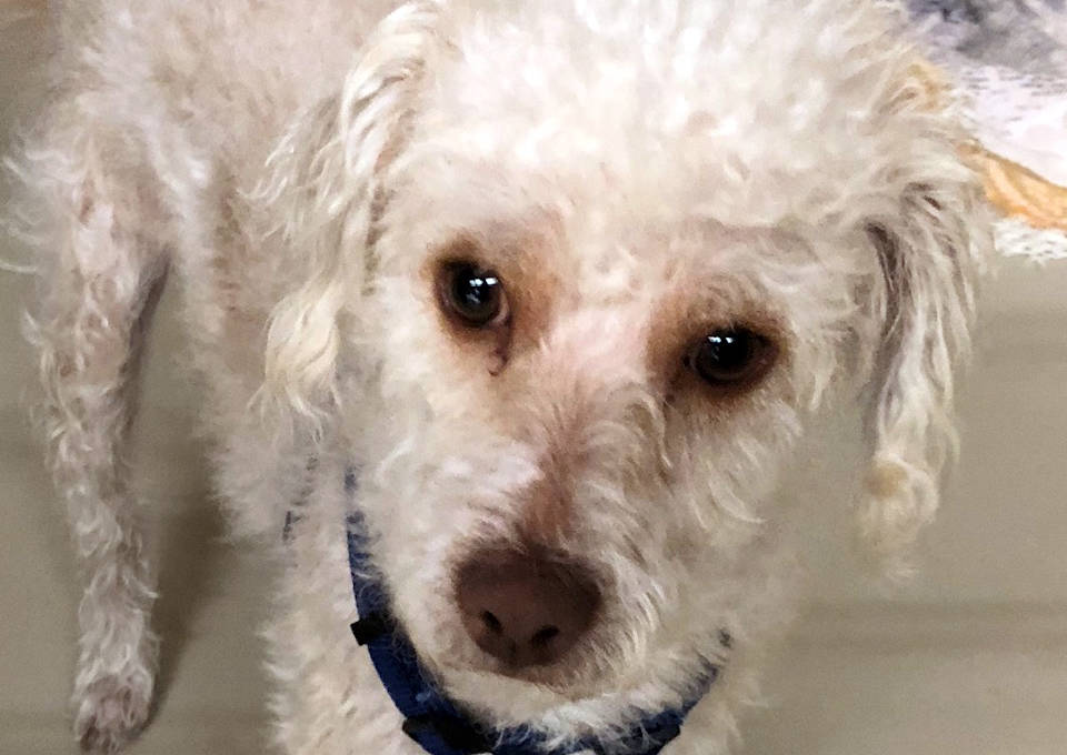 (Boulder City Animal Shelter) Cruze is a 9-month-old poodle mix in need of a home. Cruz loves people, but does not enjoy the company of cats. For more information, call the Boulder City Animal She ...