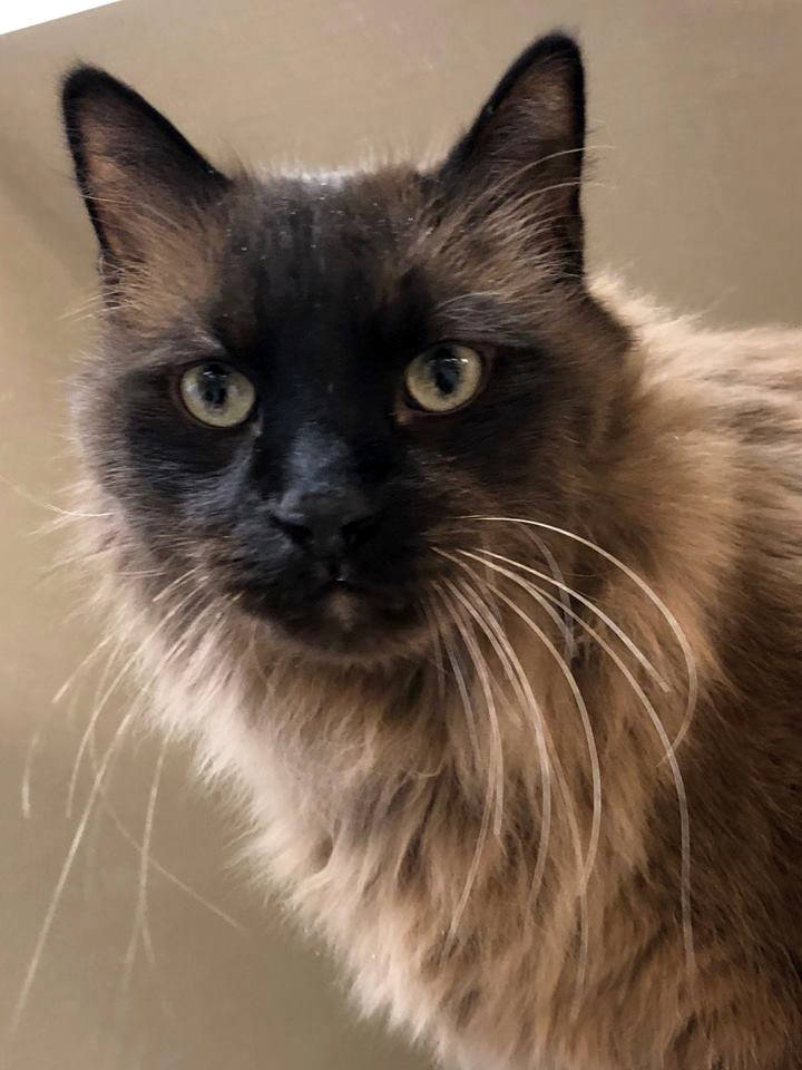 Boulder City Animal Shelter Raymond is an adult neutered male who came to the shelter as a stray. Raymond is big, loving and acts a lot like a dog. Adoption applications are available at the Bould ...