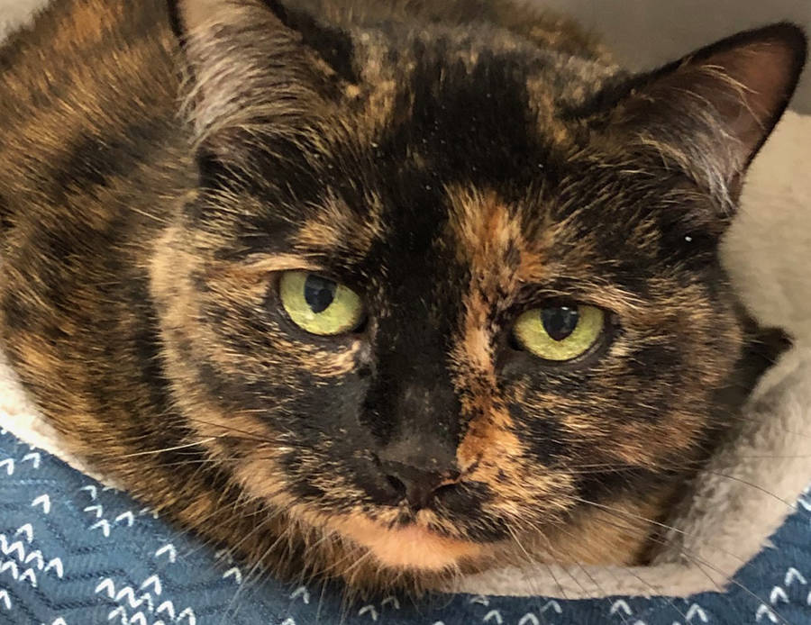 (Boulder City Animal Shelter) This beautiful girl came to the shelter when her owner passed away. She is a quiet senior cat, spayed, vaccinated and very clean. For more information, call the Bould ...