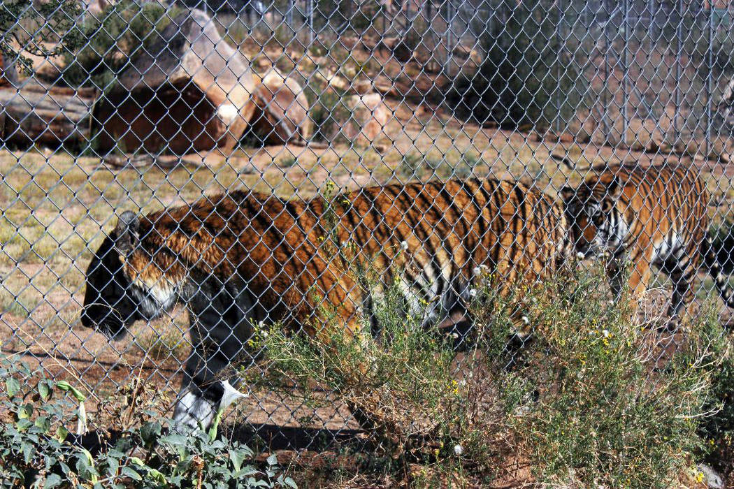 (Deborah Wall) Keepers of the Wild Nature Park in Valentine, Arizona, has more than 30 large cats, including these two Bengal tigers.