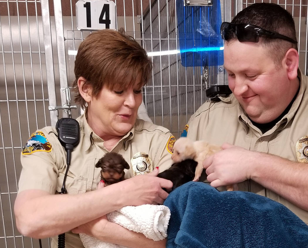 (Celia Shortt Goodyear/Boulder City Review) Boulder City Animal Control Supervisor Ann Inabnitt and Animal Control officer Brendan Hanson prepare to bottle feed three 4-week-old puppies that are a ...