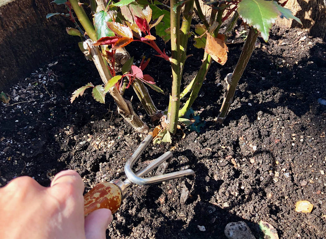 (Norma Vally) March is when you should prepare your garden for the spring and summer growing seasons. Trees and shrubs should be trimmed or pruned and soil should be amended.