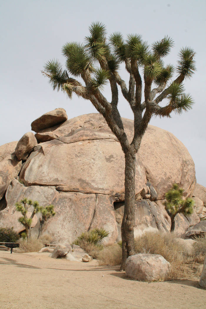 (Deborah Wall) Joshua Tree National Park has close to 200 miles of hiking trails, including the Cap Rock Trail, an easy 0.4 mile loop.