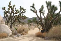 (Deborah Wall) Joshua Tree National Park in Southern California has close to 200 miles of hiking trails, including the Cap Rock Trail, an easy 0.4 mile loop.