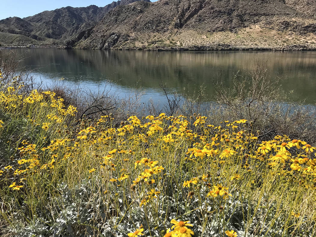 (Hali Bernstein Saylor/Boulder City Review) Spring arrived a few days early along the Colorado River in Lake Mead National Recreation Area. Wildflowers in shades of yellow, purple and white are in ...