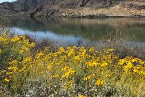 (Hali Bernstein Saylor/Boulder City Review) Spring arrived a few days early along the Colorado River in Lake Mead National Recreation Area. Wildflowers in shades of yellow, purple and white are in ...