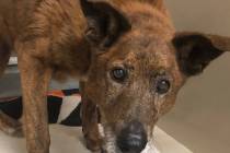 (Boulder City Animal Shelter) Lady came to the shelter after she was found wandering in the cit ...