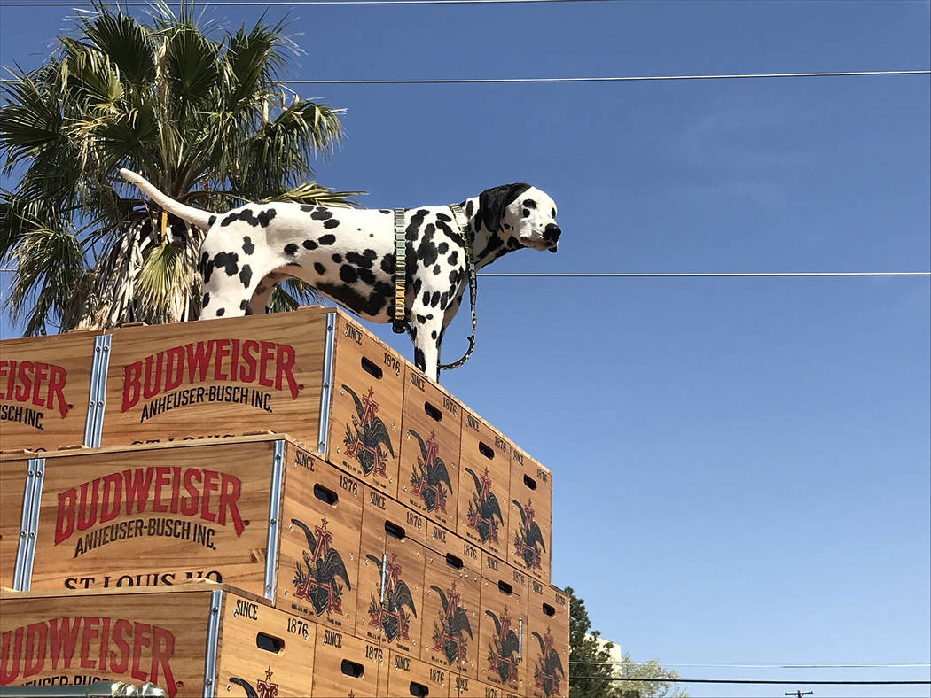 (Hali Bernstein Saylor/Boulder City Review) Anheuser-Busch brought along its dalmatian mascot w ...