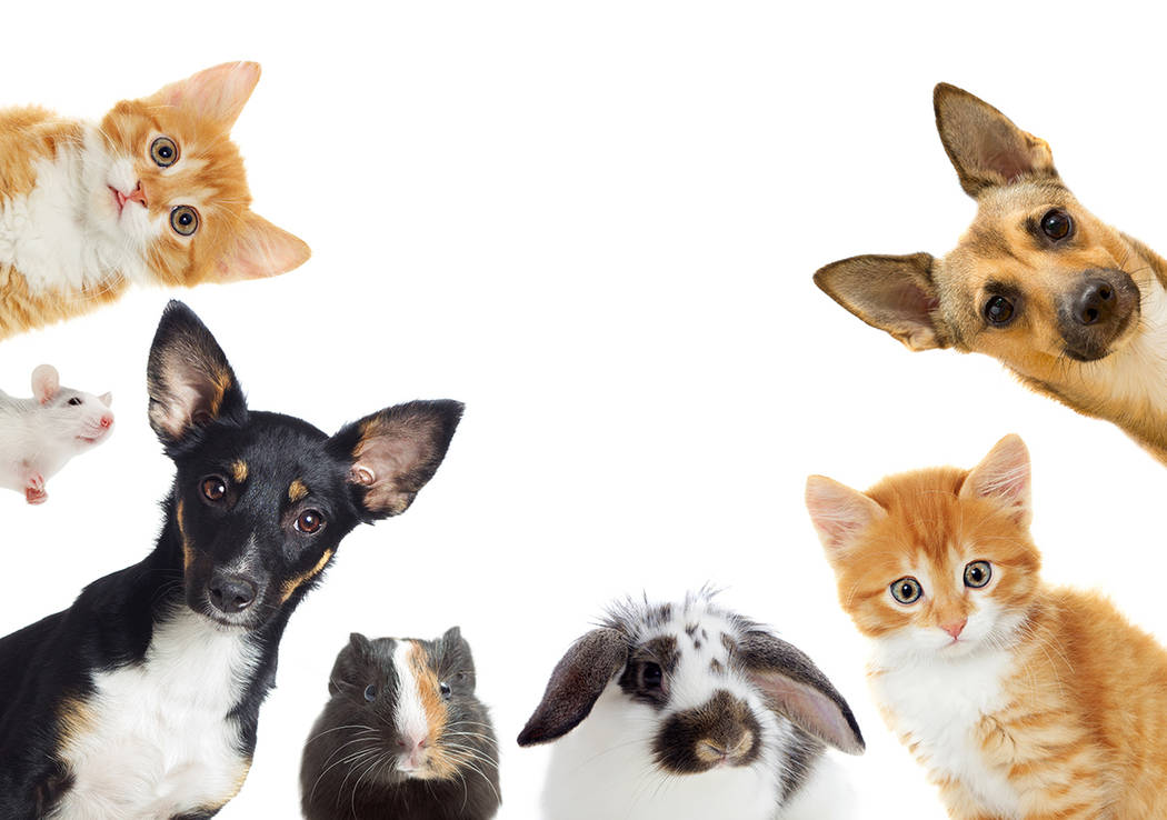 A pet adoption event will be held from 11 a.m. to 1 p.m. Saturday, April 6, at Boulder City Lib ...