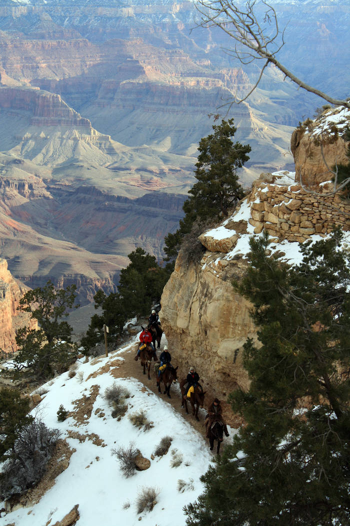 (Deborah Wall) Wrangler-led mule trains are a popular way to travel along the Bright Angel Trai ...