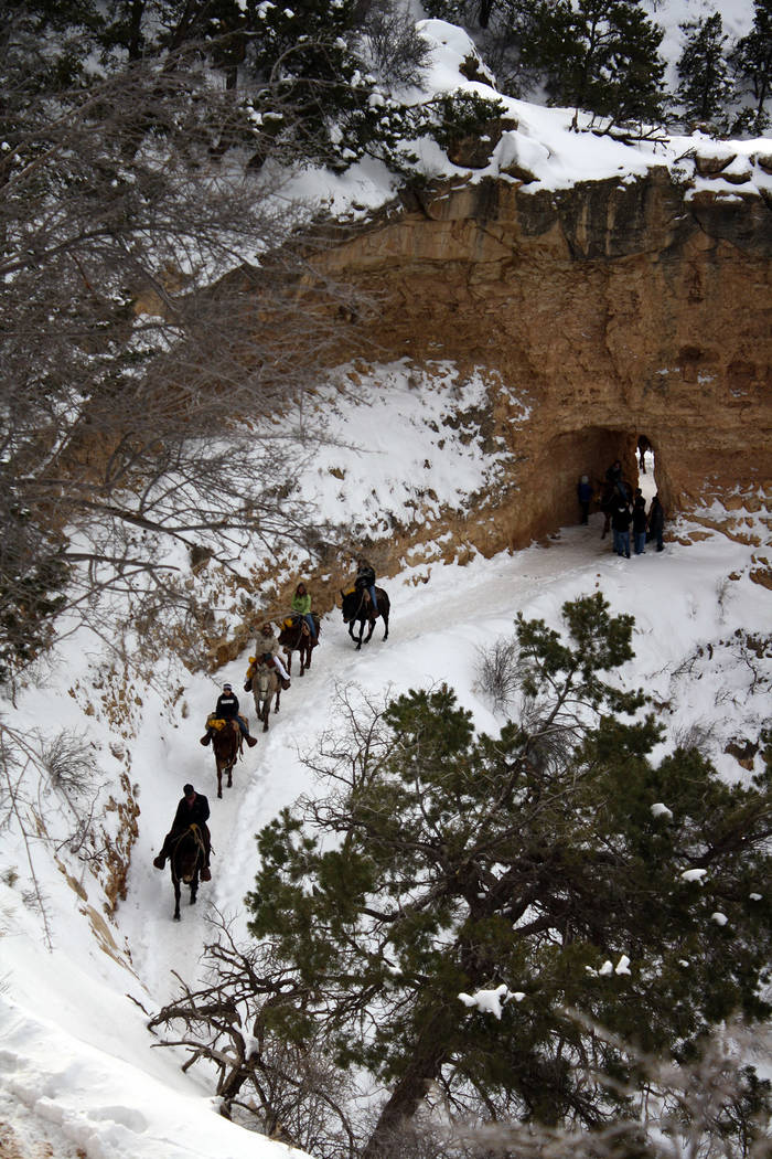 (Deborah Wall) Wrangler-led mule trains are a popular way to travel along the Bright Angel Trai ...