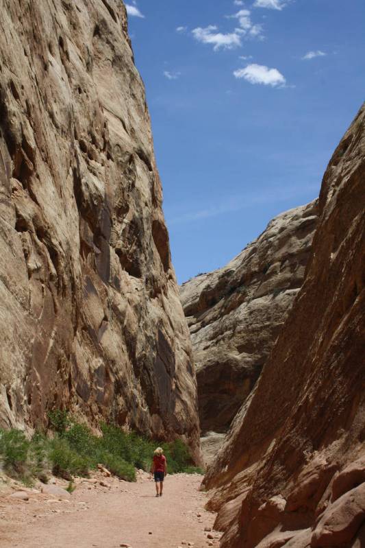 (Deborah Wall) The Capitol Gorge Trail was formally the main east/west road through this remote ...