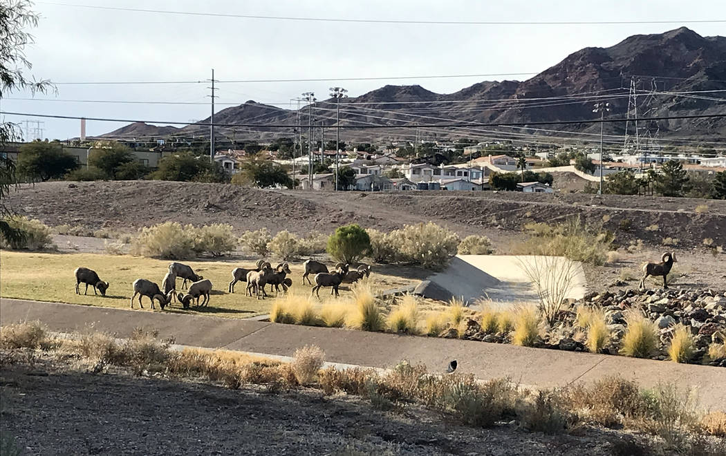 (Hali Bernstein Saylor/Boulder City Review) Bighorn sheep venture out of the mountains to Hemen ...