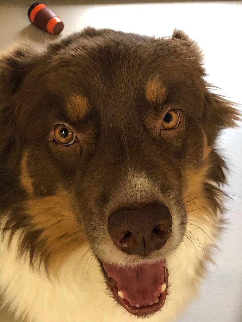 (Boulder City Animal Shelter) Jagger is a young, neutered male Australian Shepherd in need of a ...