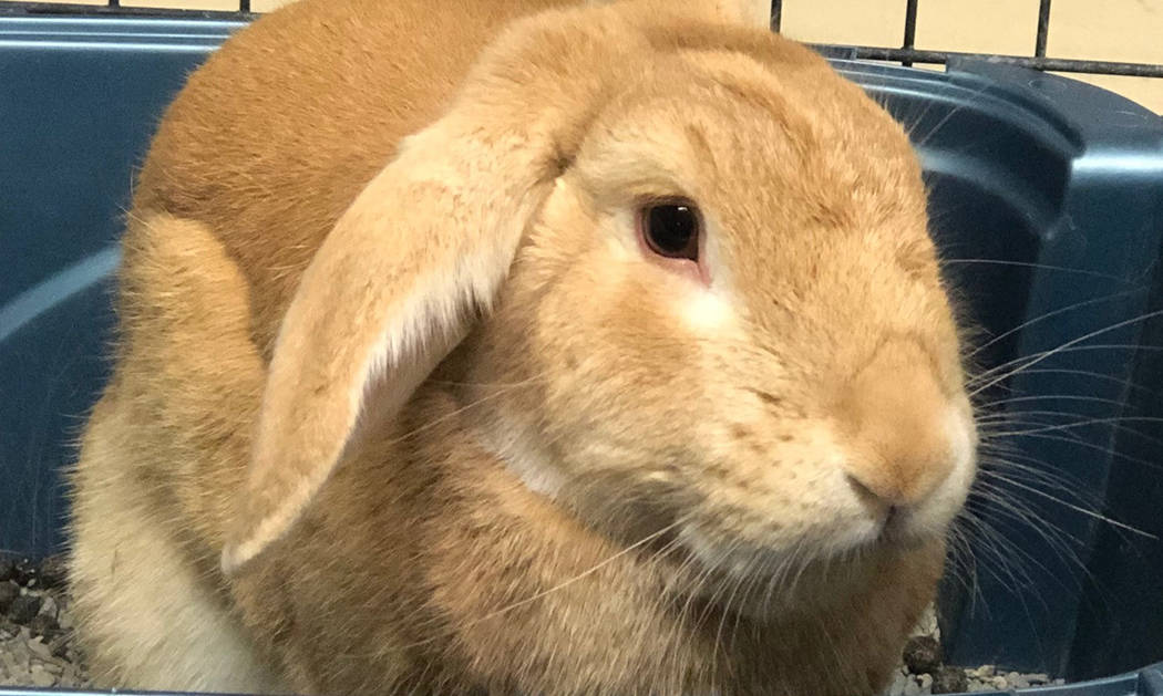 (Boulder City Animal Shelter) Peter is a 2-year-old neutered male rabbit. He is litter box trai ...