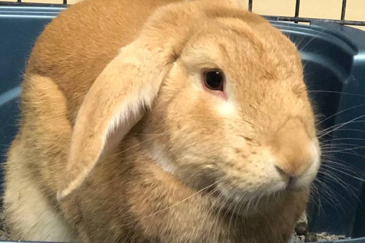 (Boulder City Animal Shelter) Peter is a 2-year-old neutered male rabbit. He is litter box trai ...