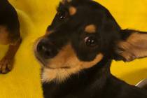 (Boulder City Animal Shelter) Monkey is a 1-year-old male Chihuahua in need of a new home. Monk ...