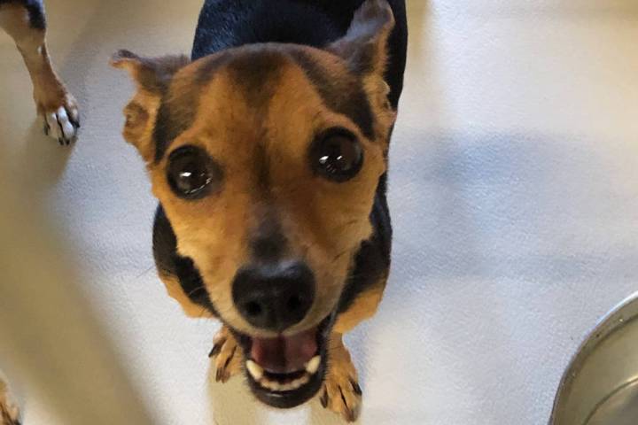 (Boulder City Animal Shelter) Mickey is a 6-month-old Chihuahua-dachshund mix in need of a fami ...