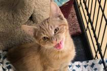 (Boulder City Animal Shelter) The Boulder City Animal Shelter has a nice selection of kittens w ...