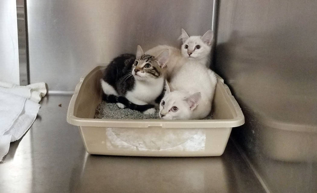 (Celia Shortt Goodyear/Boulder City Review) Three kittens, seen on Tuesday, Aug. 27, were among ...