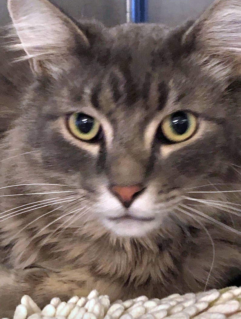 (Boulder City Animal Shelter) Raider is an 18 month old Long Haired Gray Tabby in need of a fam ...