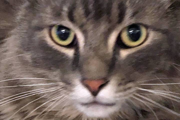 (Boulder City Animal Shelter) Raider is an 18 month old Long Haired Gray Tabby in need of a fam ...