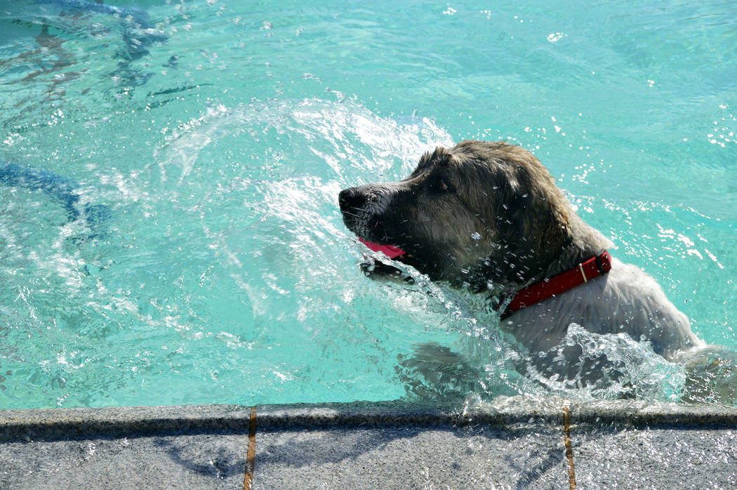 Celia Shortt Goodyear/Boulder City Review Duke swims to the side of the pool after a retrieving ...