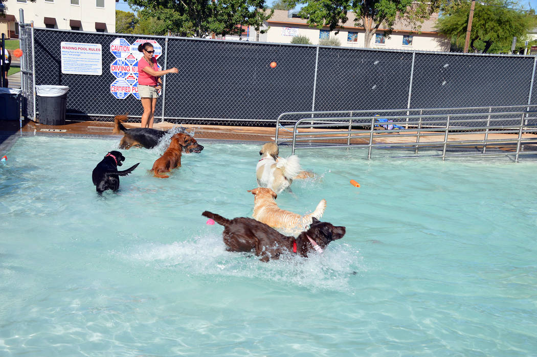 Celia Shortt Goodyear/Boulder City Review Several of the dogs at the Soggy Doggy play in the wa ...