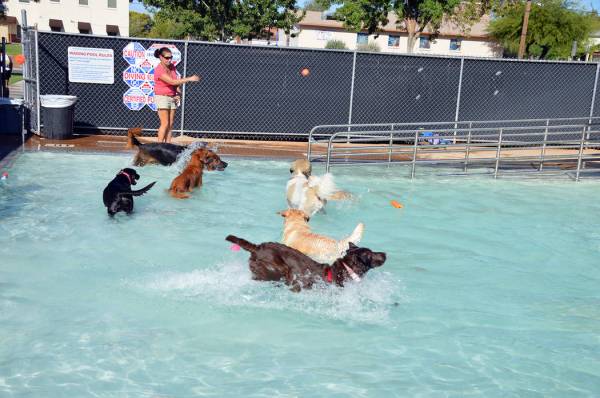 Celia Shortt Goodyear/Boulder City Review Several of the dogs at the Soggy Doggy play in the wa ...