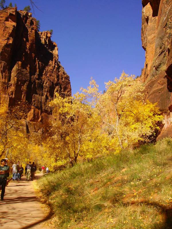 (Deborah Wall) The deciduous trees along the Riverside Walk in Zion National Park in southern U ...