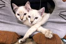 (Boulder City) Two of the 43 cats recently rescued from a local animal hoarder relax and await ...