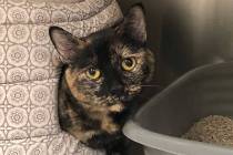 (Boulder City Animal Shelter) Mouser is a 5-year-old female cat in need of a new home. Mouser i ...
