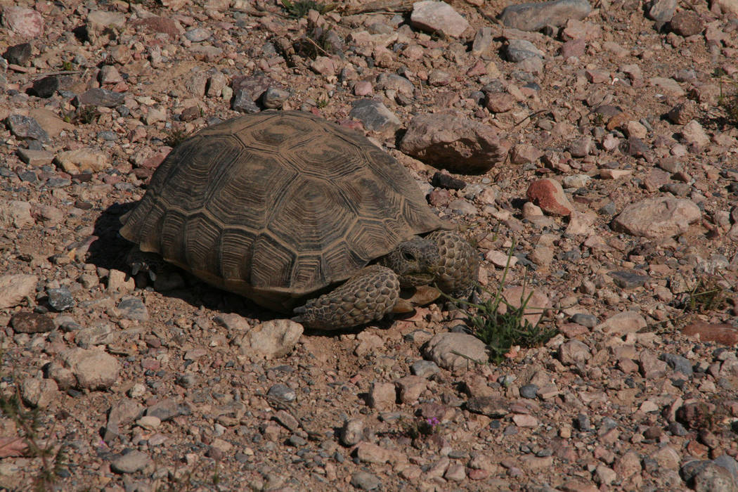 (Deborah Wall) Wildlife in the the Pahranagat National Wildlife Refuge include desert tortoise, ...
