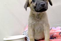 (Boulder City/Tim Dewar) Although this little guy has been adopted, there will be many other an ...