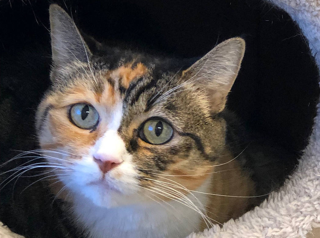 (Boulder City Animal Shelter) Bobbi came to the shelter when her owner could no longer care for ...